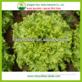 All Types Of Green Lettuce Seed Loose Leaves Lettuce Seed For Cultivation